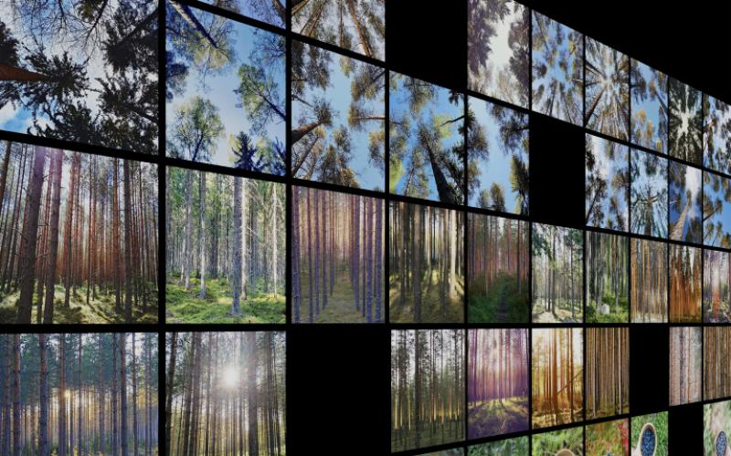 A wall of screens with images of trees from different angles.