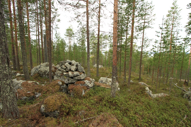 Forest scenery