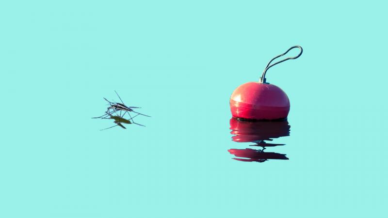 A mosquito on water and a buoy.
