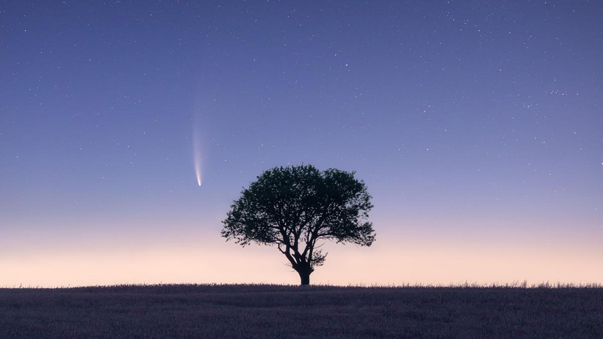 Landscape where a tree is in the middle of a picture