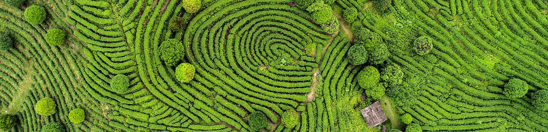 A green scenery from high up in the air, perhaps a view from a plane.