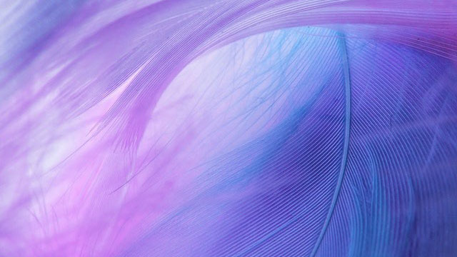 Detail on blue and violet feathers