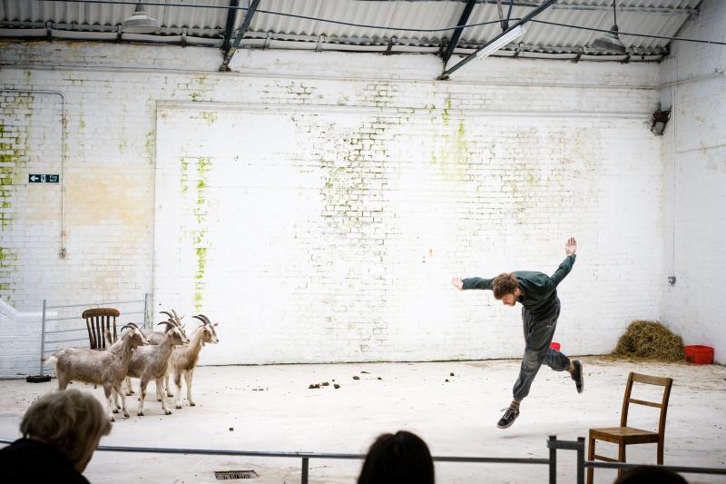 Four goats are standing in a white room, on the other side of the room a person is jumping in the air looking down towards the floor.