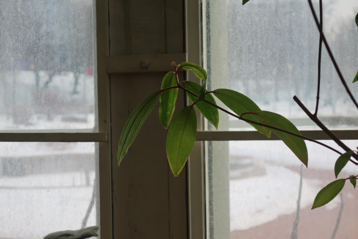 A green houseplant in front of a window. Through the window a snowy landscape with some trees is visible.