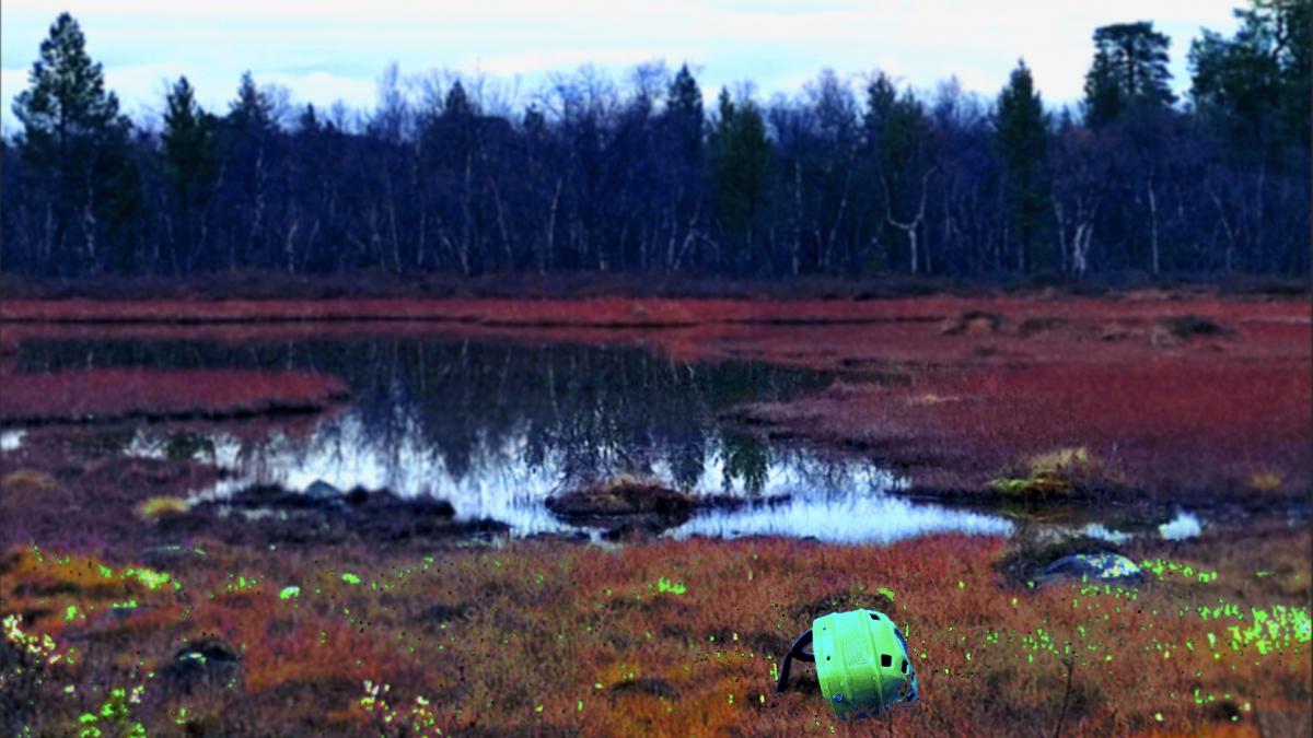 Swamp landscape