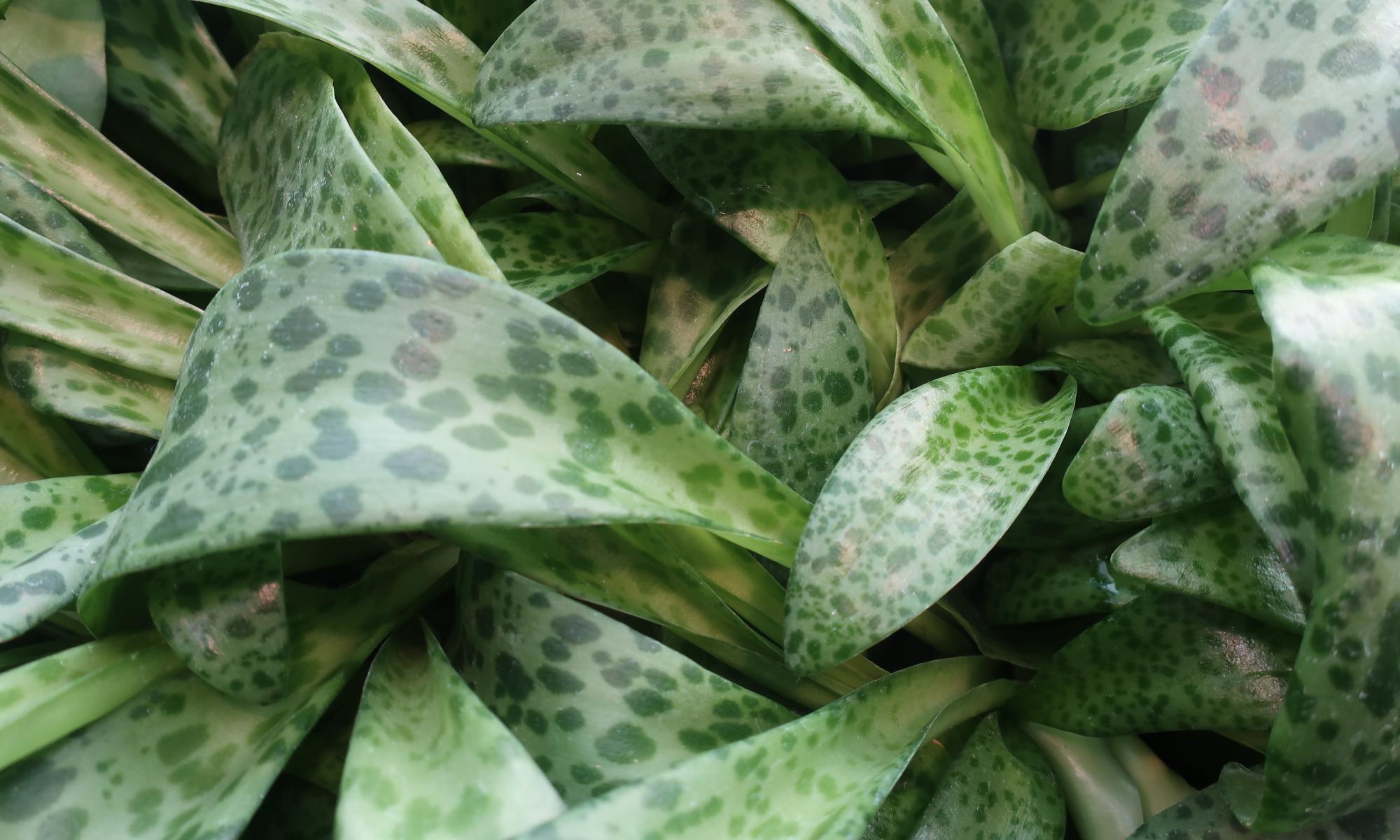 A close up on green spotted leaves of a plant.