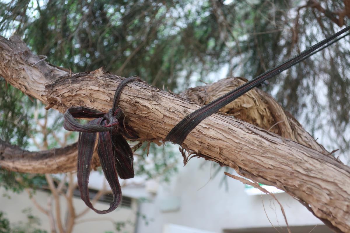 A thick tree branch is supported by a dark rope.