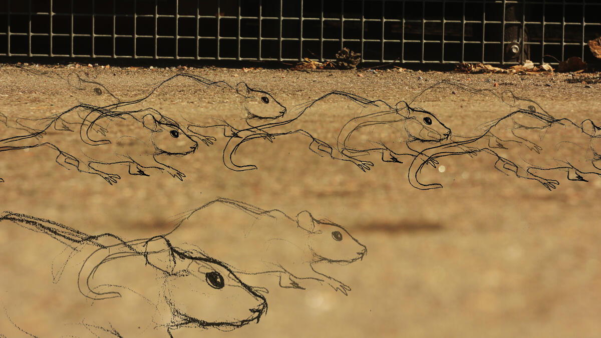 Kuvassa piirrettyjä rottia, hiekkaa ja häkin seinää.
