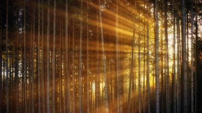 Kuvassa on metsää. Aurinko nousee puiden lomasta ja sen säteet täyttävät kuvaa